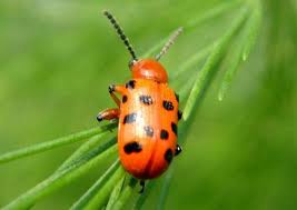 Attēlu rezultāti vaicājumam “Cribraria rubiginosa macro”