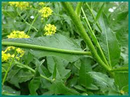Attēlu rezultāti vaicājumam “Bunias orientalis flower”