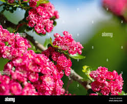 Attēlu rezultāti vaicājumam “Crataegus laevigata flower”