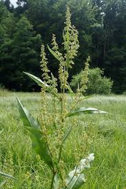 Attēlu rezultāti vaicājumam “Rumex hydrolapathum leaf”