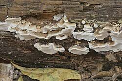 Attēlu rezultāti vaicājumam “Antrodia macra”