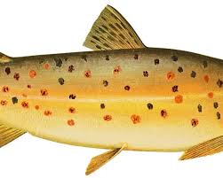 Image result for Salmo ezenami