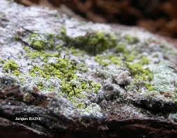 Attēlu rezultāti vaicājumam “Chaenotheca chlorella”