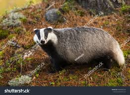 Attēlu rezultāti vaicājumam “Meles meles”