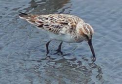 Attēlu rezultāti vaicājumam “Calidris falcinellus adult”