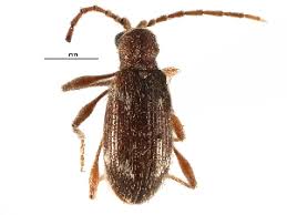 Attēlu rezultāti vaicājumam “Ptinus sp.”