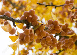 Attēlu rezultāti vaicājumam “Ginkgo biloba fruit”