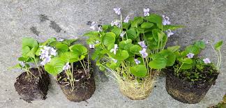 Attēlu rezultāti vaicājumam “Viola epipsila”