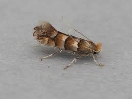 Attēlu rezultāti vaicājumam “Phyllonorycter nicellii”