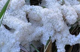 Attēlu rezultāti vaicājumam “Brefeldia maxima”