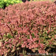 Attēlu rezultāti vaicājumam “Sedum album”