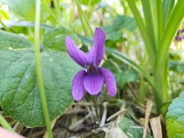 Image result for Viola odorata