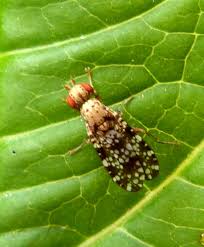 Attēlu rezultāti vaicājumam “Trypetoptera punctulata”