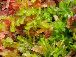 Attēlu rezultāti vaicājumam “Harpanthus scutatus”