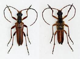 Attēlu rezultāti vaicājumam “Stenocorus meridianus”