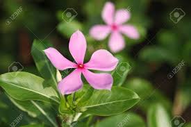 Attēlu rezultāti vaicājumam “Vinca minor flower”