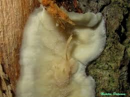 Attēlu rezultāti vaicājumam “Skeletocutis odora”