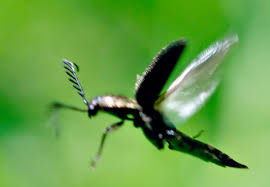 Attēlu rezultāti vaicājumam “Ctenicera pectinicornis female”