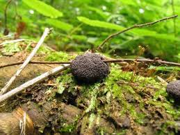 Attēlu rezultāti vaicājumam “Lindbladia tubulina macro”