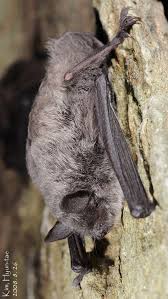 Attēlu rezultāti vaicājumam “Myotis brandtii”