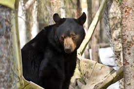 Image result for brown bear