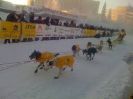 Image result for Team Ice Fire British Sled Dog Racing Team