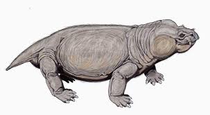 Attēlu rezultāti vaicājumam “Diderma roanense macro”