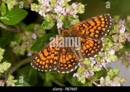 Attēlu rezultāti vaicājumam “Mellicta athalia”