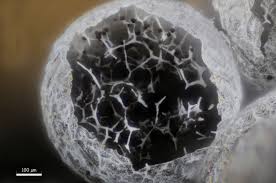 Attēlu rezultāti vaicājumam “Badhamia capsulifera”