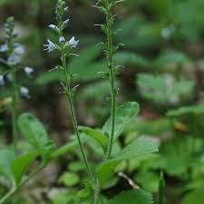 Attēlu rezultāti vaicājumam “Veronica officinalis fruit”