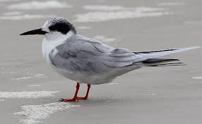 Image result for Sterna forsteri