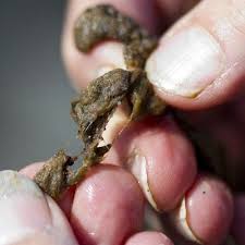 Attēlu rezultāti vaicājumam “Didymium nigripes stalked”