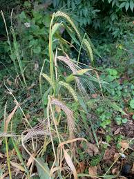 Attēlu rezultāti vaicājumam “Hordelymus europaeus leaf”