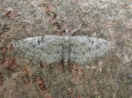 Attēlu rezultāti vaicājumam “Eupithecia pusillata”