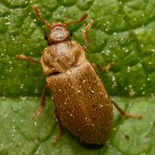 Attēlu rezultāti vaicājumam “Byturus tomentosus”