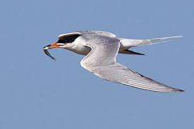 Image result for Sterna forsteri