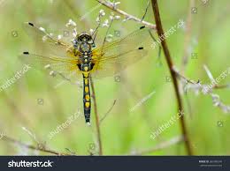Attēlu rezultāti vaicājumam “Leucorrhinia pectoralis”