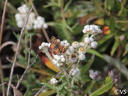 Attēlu rezultāti vaicājumam “Anaphalis margaritacea flower”