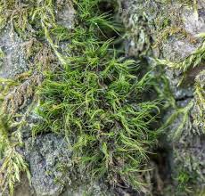 Attēlu rezultāti vaicājumam “Dicranum viride”