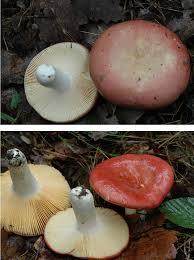 Attēlu rezultāti vaicājumam “Russulales”