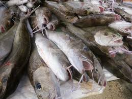 Image result for Aprion virescens