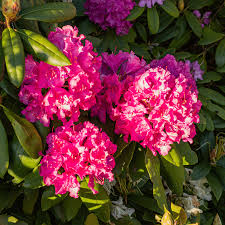 Attēlu rezultāti vaicājumam “Rhododendron catawbiense flower”