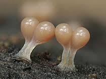 Attēlu rezultāti vaicājumam “Hemitrichia calyculata”