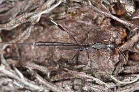 Attēlu rezultāti vaicājumam “Gasteruption jaculator imago”