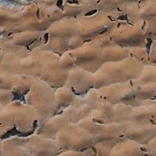 Attēlu rezultāti vaicājumam “Peniophora laurentii”