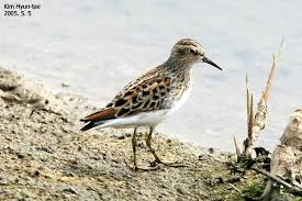 Image result for Calidris subminuta