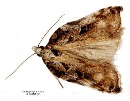 Attēlu rezultāti vaicājumam “Acleris cristana”