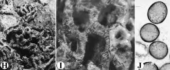 Attēlu rezultāti vaicājumam “Craterium leucocephalum var. scyphoides”