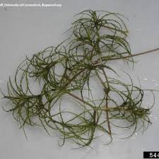 Attēlu rezultāti vaicājumam “Najas tenuissima leaf”