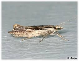 Attēlu rezultāti vaicājumam “Ypsolophidae”